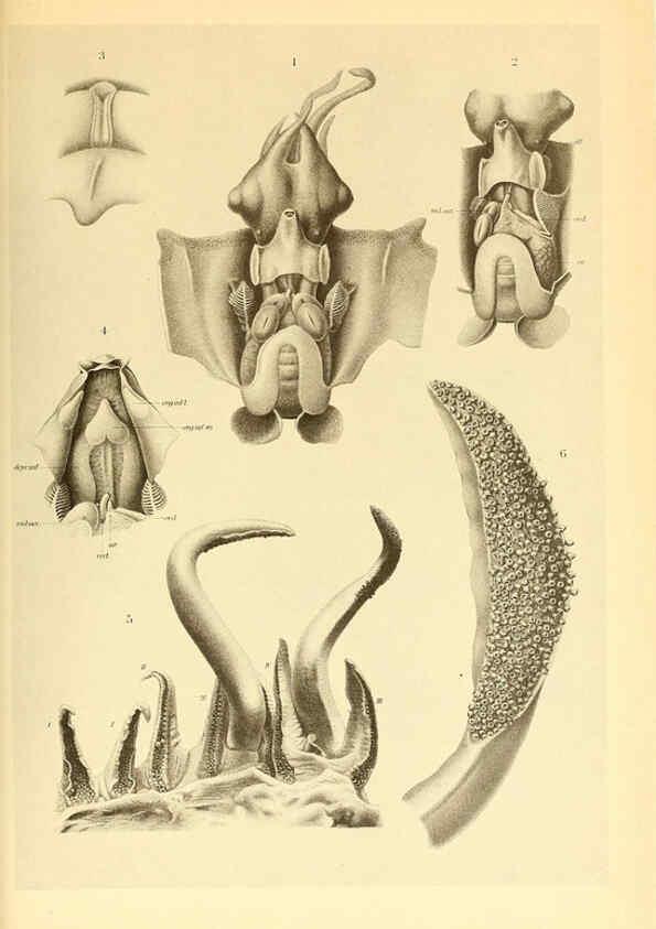 Reproducción/Reproduction 6139733211: The Cephalopod. atlas Jerusalem :Israel Program for Scientific Translations ; Springfield, Va. : available from the U. S. National Technical Information Service,1975