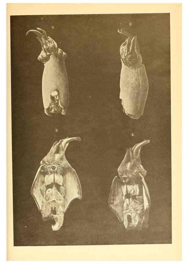 Reproducción/Reproduction 6140284476: The Cephalopod. atlas Jerusalem :Israel Program for Scientific Translations ; Springfield, Va. : available from the U. S. National Technical Information Service,1975