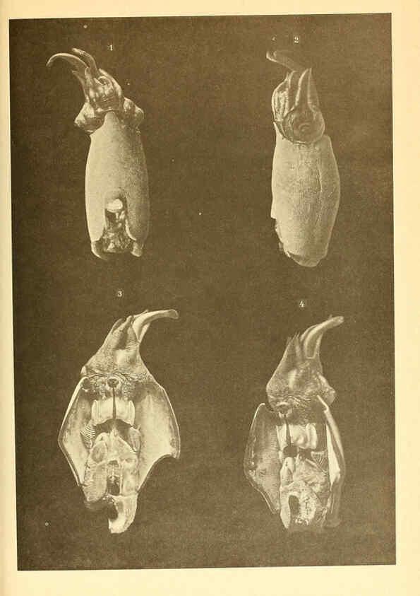 Reproducción/Reproduction 6140284476: The Cephalopod. atlas Jerusalem :Israel Program for Scientific Translations ; Springfield, Va. : available from the U. S. National Technical Information Service,1975