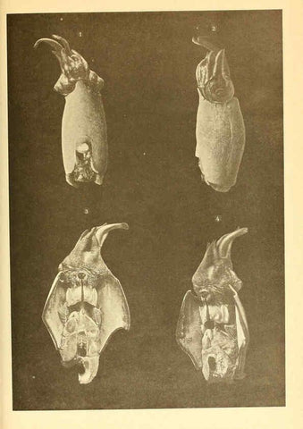Reproducción/Reproduction 6140284476: The Cephalopod. atlas Jerusalem :Israel Program for Scientific Translations ; Springfield, Va. : available from the U. S. National Technical Information Service,1975