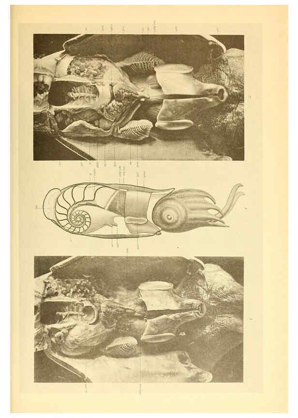 Reproducción/Reproduction 6140284614: The Cephalopod. atlas Jerusalem :Israel Program for Scientific Translations ; Springfield, Va. : available from the U. S. National Technical Information Service,1975