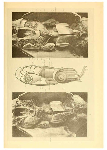Reproducción/Reproduction 6140284614: The Cephalopod. atlas Jerusalem :Israel Program for Scientific Translations ; Springfield, Va. : available from the U. S. National Technical Information Service,1975