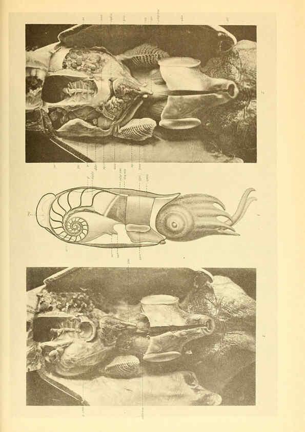 Reproducción/Reproduction 6140284614: The Cephalopod. atlas Jerusalem :Israel Program for Scientific Translations ; Springfield, Va. : available from the U. S. National Technical Information Service,1975