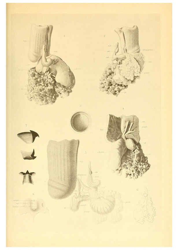 Reproducción/Reproduction 6140284874: The Cephalopod. atlas Jerusalem :Israel Program for Scientific Translations ; Springfield, Va. : available from the U. S. National Technical Information Service,1975