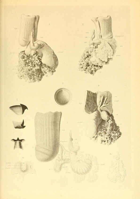 Reproducción/Reproduction 6140284874: The Cephalopod. atlas Jerusalem :Israel Program for Scientific Translations ; Springfield, Va. : available from the U. S. National Technical Information Service,1975