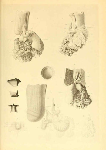 Reproducción/Reproduction 6140284874: The Cephalopod. atlas Jerusalem :Israel Program for Scientific Translations ; Springfield, Va. : available from the U. S. National Technical Information Service,1975