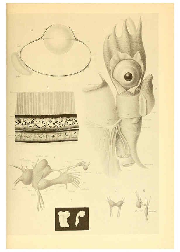 Reproducción/Reproduction 6140285516: The Cephalopod. atlas Jerusalem :Israel Program for Scientific Translations ; Springfield, Va. : available from the U. S. National Technical Information Service,1975