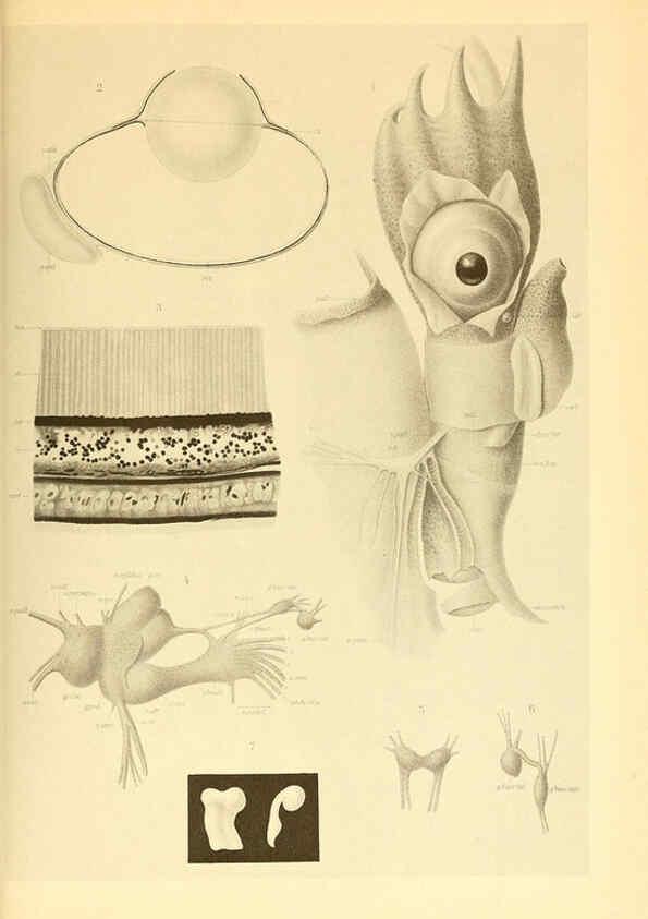 Reproducción/Reproduction 6140285516: The Cephalopod. atlas Jerusalem :Israel Program for Scientific Translations ; Springfield, Va. : available from the U. S. National Technical Information Service,1975