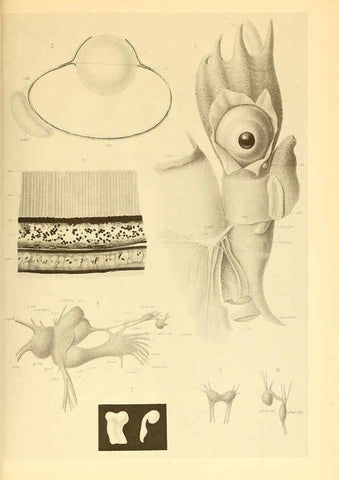 Reproducción/Reproduction 6140285516: The Cephalopod. atlas Jerusalem :Israel Program for Scientific Translations ; Springfield, Va. : available from the U. S. National Technical Information Service,1975