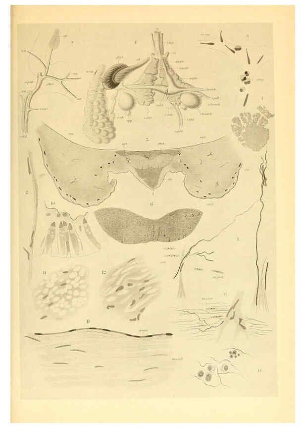 Reproducción/Reproduction 6139734675: The Cephalopod. atlas Jerusalem :Israel Program for Scientific Translations ; Springfield, Va. : available from the U. S. National Technical Information Service,1975