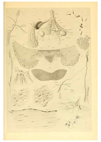 Reproducción/Reproduction 6139734675: The Cephalopod. atlas Jerusalem :Israel Program for Scientific Translations ; Springfield, Va. : available from the U. S. National Technical Information Service,1975
