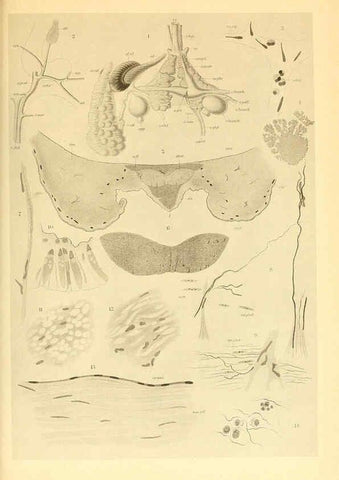 Reproducción/Reproduction 6139734675: The Cephalopod. atlas Jerusalem :Israel Program for Scientific Translations ; Springfield, Va. : available from the U. S. National Technical Information Service,1975