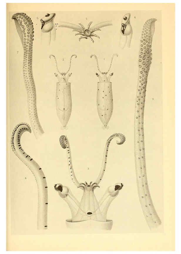 Reproducción/Reproduction 6139731099: The Cephalopod. atlas Jerusalem :Israel Program for Scientific Translations ; Springfield, Va. : available from the U. S. National Technical Information Service,1975