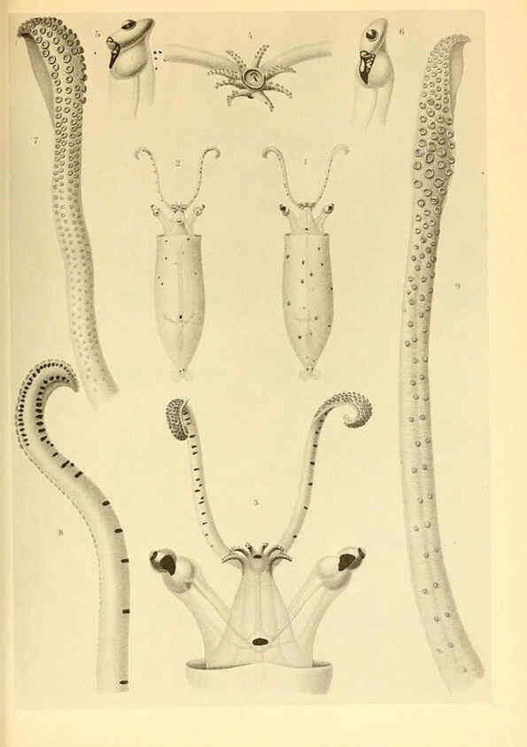 Reproducción/Reproduction 6139731099: The Cephalopod. atlas Jerusalem :Israel Program for Scientific Translations ; Springfield, Va. : available from the U. S. National Technical Information Service,1975