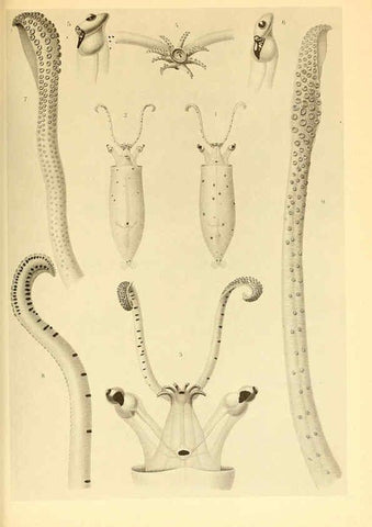 Reproducción/Reproduction 6139731099: The Cephalopod. atlas Jerusalem :Israel Program for Scientific Translations ; Springfield, Va. : available from the U. S. National Technical Information Service,1975
