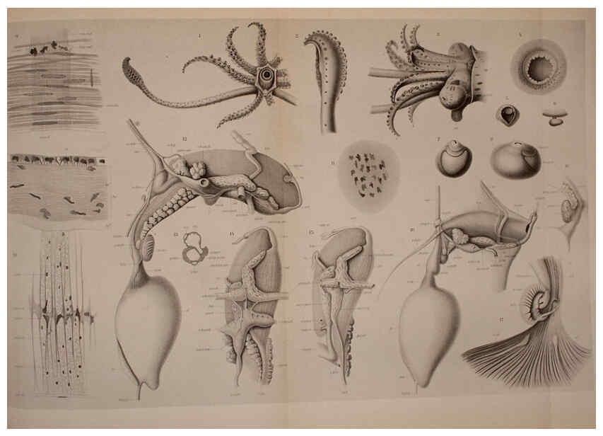 Reproducción/Reproduction 6140281934: The Cephalopod. atlas Jerusalem :Israel Program for Scientific Translations ; Springfield, Va. : available from the U. S. National Technical Information Service,1975