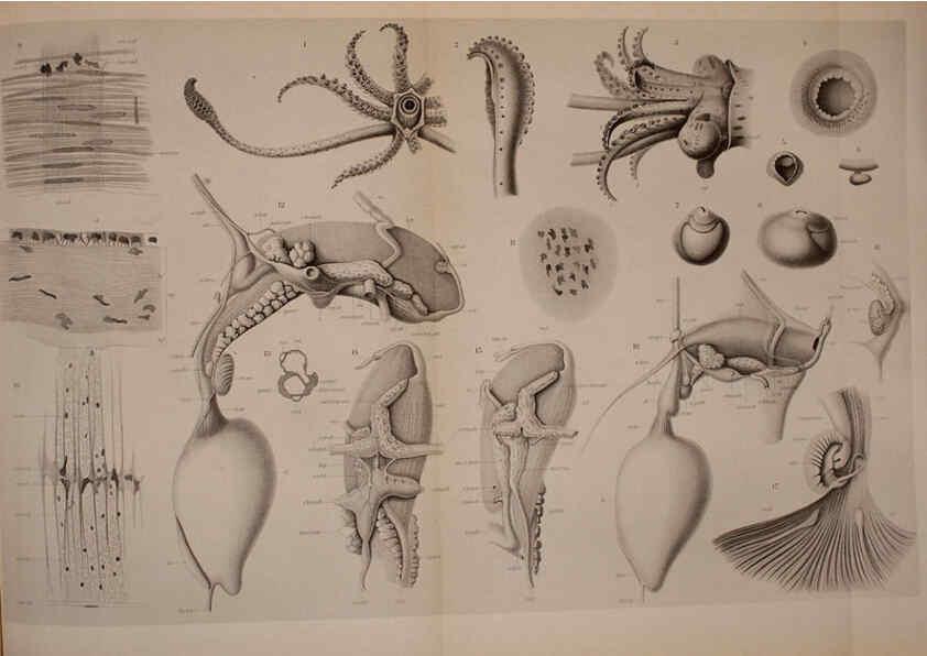 Reproducción/Reproduction 6140281934: The Cephalopod. atlas Jerusalem :Israel Program for Scientific Translations ; Springfield, Va. : available from the U. S. National Technical Information Service,1975