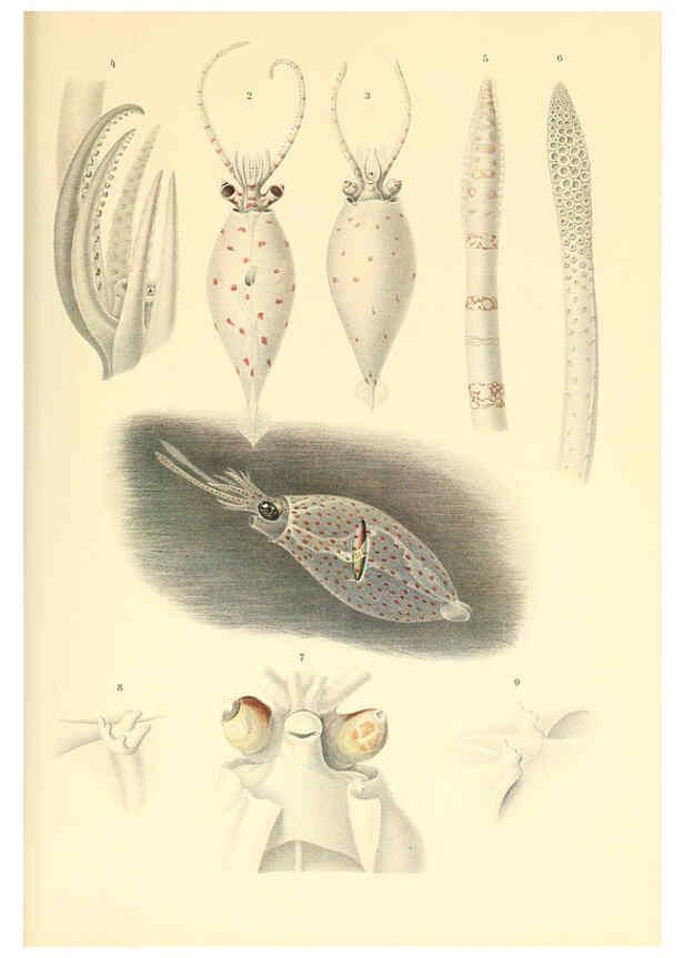 Reproducción/Reproduction 6139730625: The Cephalopod. atlas Jerusalem :Israel Program for Scientific Translations ; Springfield, Va. : available from the U. S. National Technical Information Service,1975