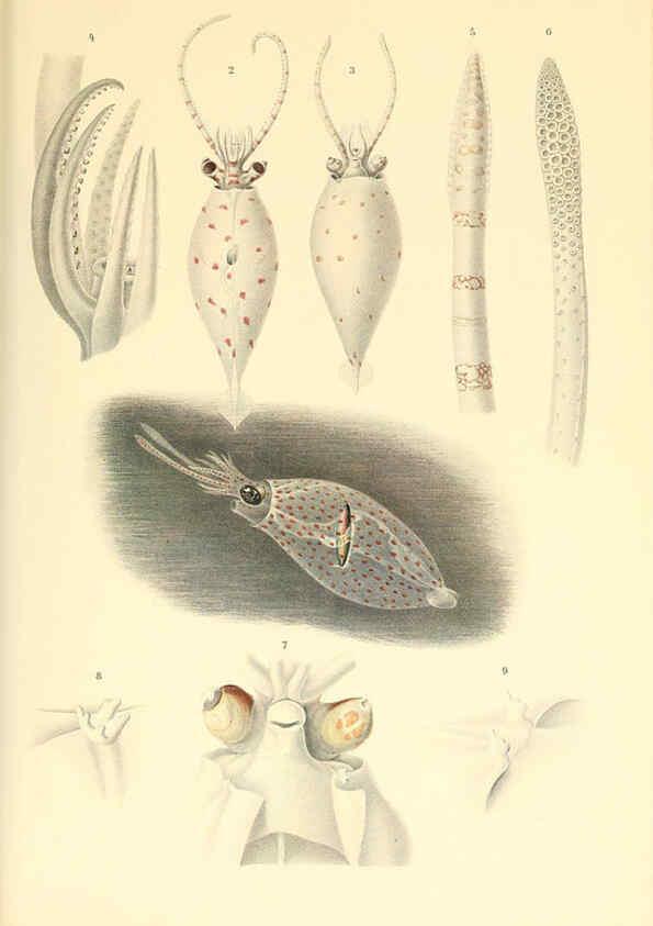 Reproducción/Reproduction 6139730625: The Cephalopod. atlas Jerusalem :Israel Program for Scientific Translations ; Springfield, Va. : available from the U. S. National Technical Information Service,1975
