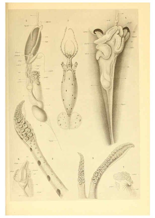 Reproducción/Reproduction 6139730457: The Cephalopod. atlas Jerusalem :Israel Program for Scientific Translations ; Springfield, Va. : available from the U. S. National Technical Information Service,1975