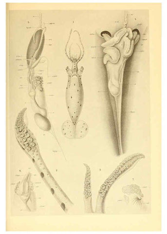 Reproducción/Reproduction 6139730457: The Cephalopod. atlas Jerusalem :Israel Program for Scientific Translations ; Springfield, Va. : available from the U. S. National Technical Information Service,1975