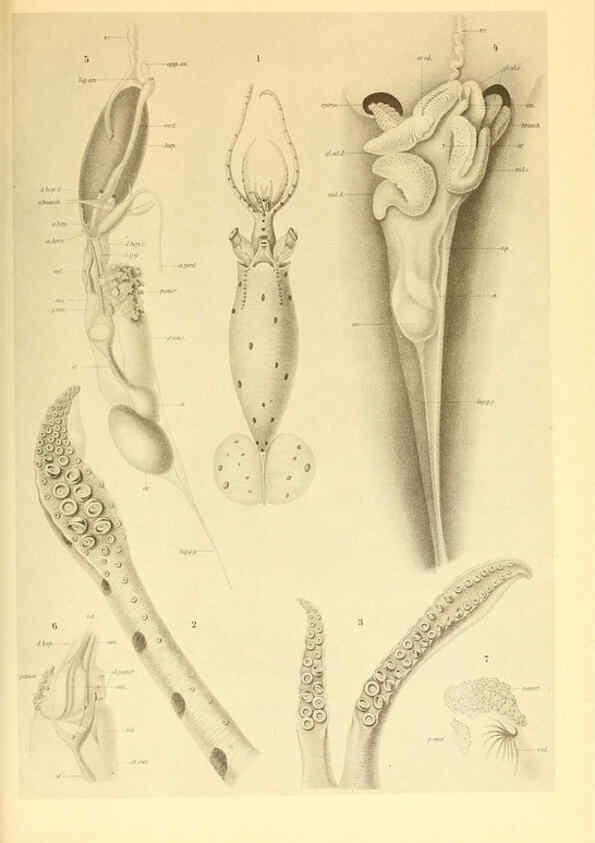 Reproducción/Reproduction 6139730457: The Cephalopod. atlas Jerusalem :Israel Program for Scientific Translations ; Springfield, Va. : available from the U. S. National Technical Information Service,1975