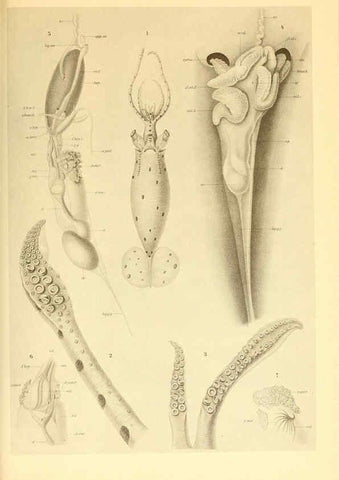 Reproducción/Reproduction 6139730457: The Cephalopod. atlas Jerusalem :Israel Program for Scientific Translations ; Springfield, Va. : available from the U. S. National Technical Information Service,1975