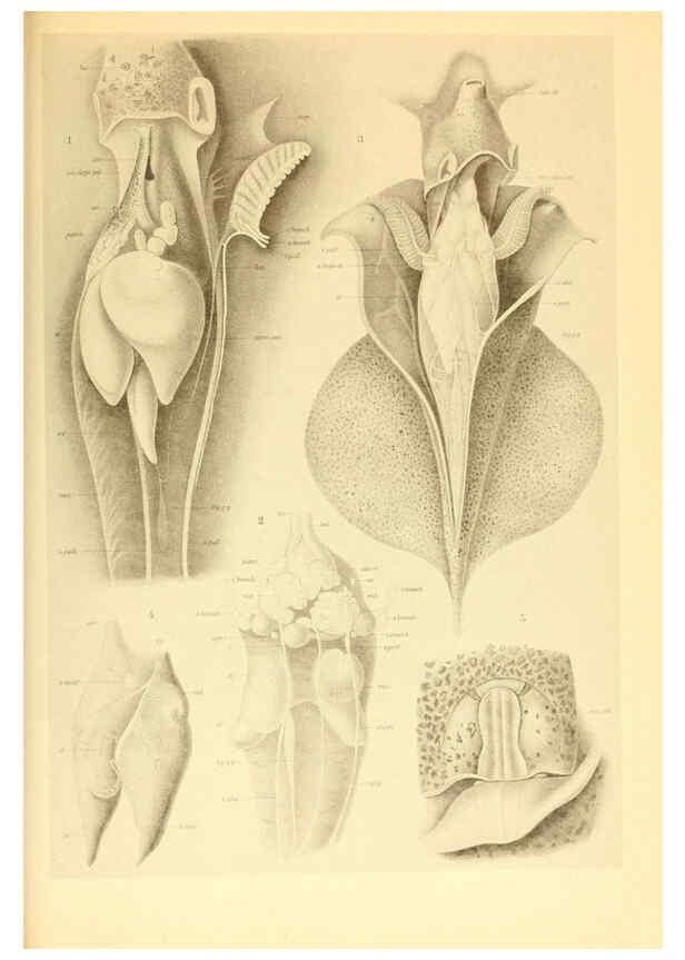 Reproducción/Reproduction 6140278358: The Cephalopod. atlas Jerusalem :Israel Program for Scientific Translations ; Springfield, Va. : available from the U. S. National Technical Information Service,1975