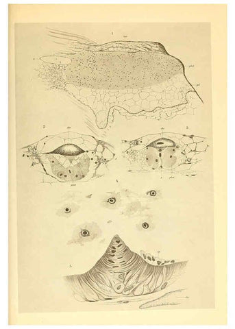 Reproducción/Reproduction 6139727729: The Cephalopod. atlas Jerusalem :Israel Program for Scientific Translations ; Springfield, Va. : available from the U. S. National Technical Information Service,1975