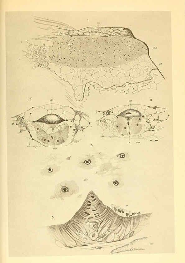 Reproducción/Reproduction 6139727729: The Cephalopod. atlas Jerusalem :Israel Program for Scientific Translations ; Springfield, Va. : available from the U. S. National Technical Information Service,1975
