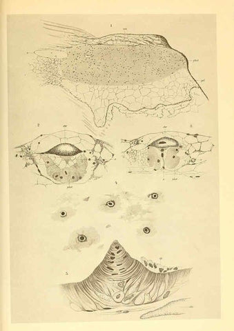 Reproducción/Reproduction 6139727729: The Cephalopod. atlas Jerusalem :Israel Program for Scientific Translations ; Springfield, Va. : available from the U. S. National Technical Information Service,1975