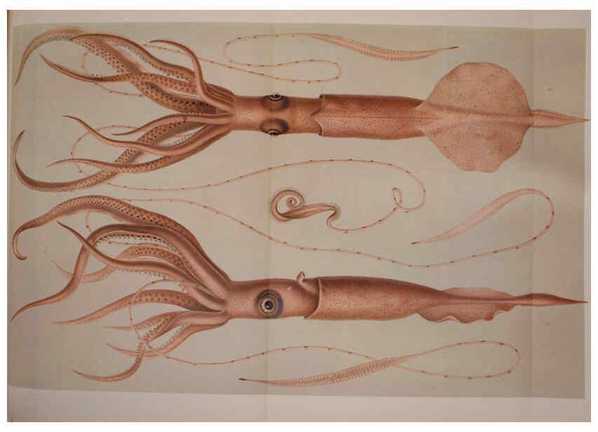 Reproducción/Reproduction 6139727905: The Cephalopod. atlas Jerusalem :Israel Program for Scientific Translations ; Springfield, Va. : available from the U. S. National Technical Information Service,1975