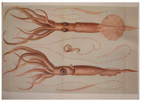 Reproducción/Reproduction 6139727905: The Cephalopod. atlas Jerusalem :Israel Program for Scientific Translations ; Springfield, Va. : available from the U. S. National Technical Information Service,1975