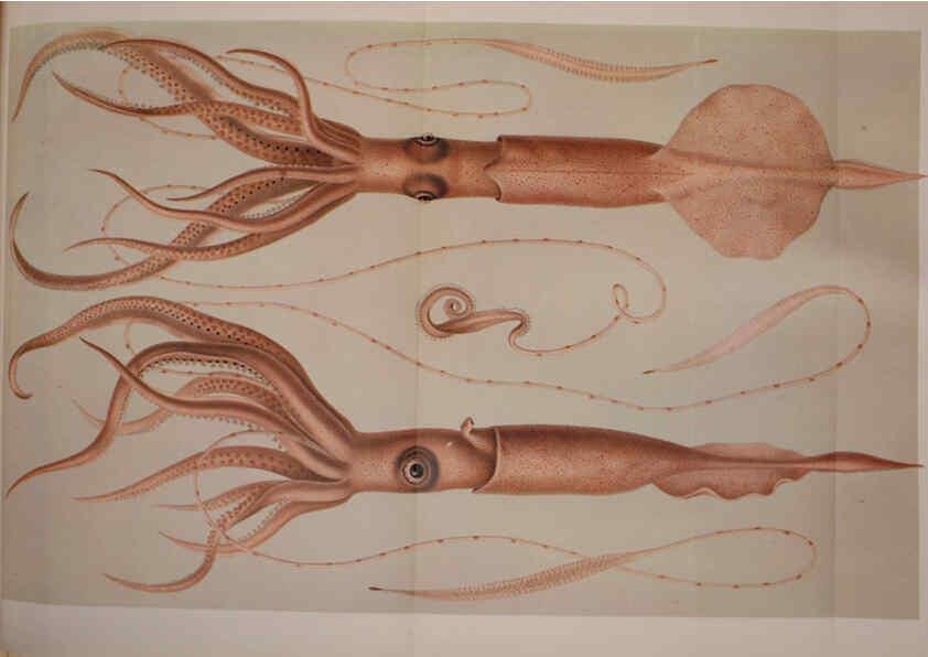 Reproducción/Reproduction 6139727905: The Cephalopod. atlas Jerusalem :Israel Program for Scientific Translations ; Springfield, Va. : available from the U. S. National Technical Information Service,1975