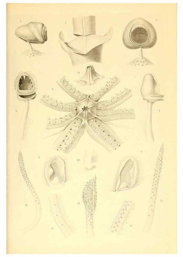 Reproducción/Reproduction 6140279138: The Cephalopod. atlas Jerusalem :Israel Program for Scientific Translations ; Springfield, Va. : available from the U. S. National Technical Information Service,1975