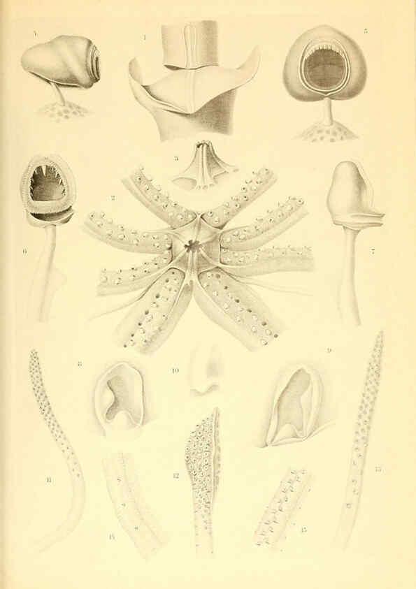 Reproducción/Reproduction 6140279138: The Cephalopod. atlas Jerusalem :Israel Program for Scientific Translations ; Springfield, Va. : available from the U. S. National Technical Information Service,1975