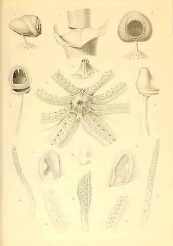 Reproducción/Reproduction 6140279138: The Cephalopod. atlas Jerusalem :Israel Program for Scientific Translations ; Springfield, Va. : available from the U. S. National Technical Information Service,1975