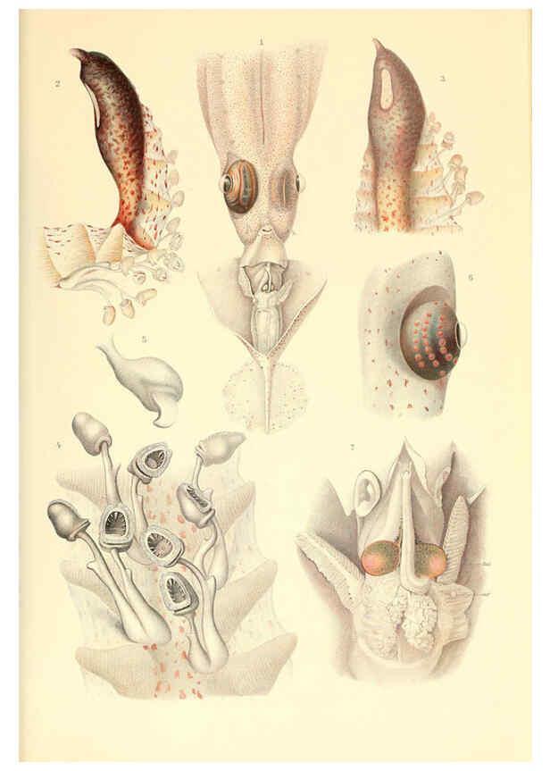 Reproducción/Reproduction 6139728219: The Cephalopod. atlas Jerusalem :Israel Program for Scientific Translations ; Springfield, Va. : available from the U. S. National Technical Information Service,1975