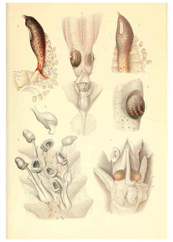 Reproducción/Reproduction 6139728219: The Cephalopod. atlas Jerusalem :Israel Program for Scientific Translations ; Springfield, Va. : available from the U. S. National Technical Information Service,1975
