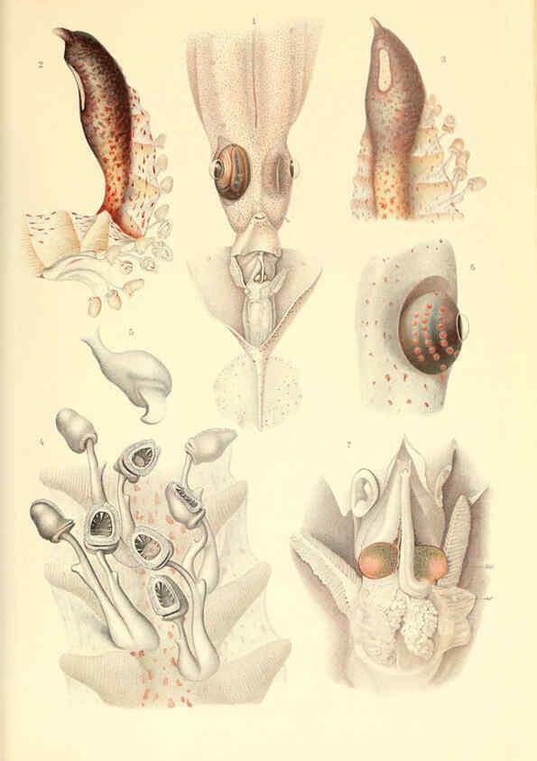 Reproducción/Reproduction 6139728219: The Cephalopod. atlas Jerusalem :Israel Program for Scientific Translations ; Springfield, Va. : available from the U. S. National Technical Information Service,1975