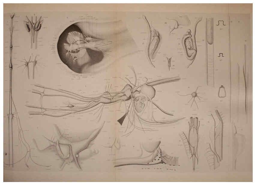 Reproducción/Reproduction 6139728507: The Cephalopod. atlas Jerusalem :Israel Program for Scientific Translations ; Springfield, Va. : available from the U. S. National Technical Information Service,1975
