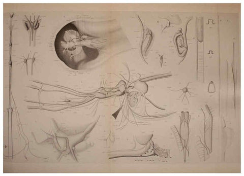 Reproducción/Reproduction 6139728507: The Cephalopod. atlas Jerusalem :Israel Program for Scientific Translations ; Springfield, Va. : available from the U. S. National Technical Information Service,1975