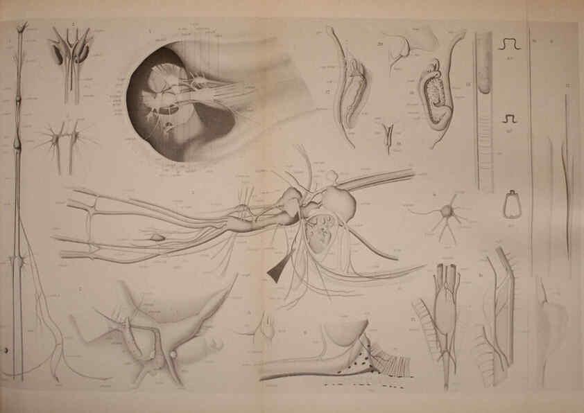 Reproducción/Reproduction 6139728507: The Cephalopod. atlas Jerusalem :Israel Program for Scientific Translations ; Springfield, Va. : available from the U. S. National Technical Information Service,1975