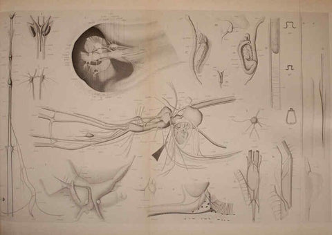 Reproducción/Reproduction 6139728507: The Cephalopod. atlas Jerusalem :Israel Program for Scientific Translations ; Springfield, Va. : available from the U. S. National Technical Information Service,1975