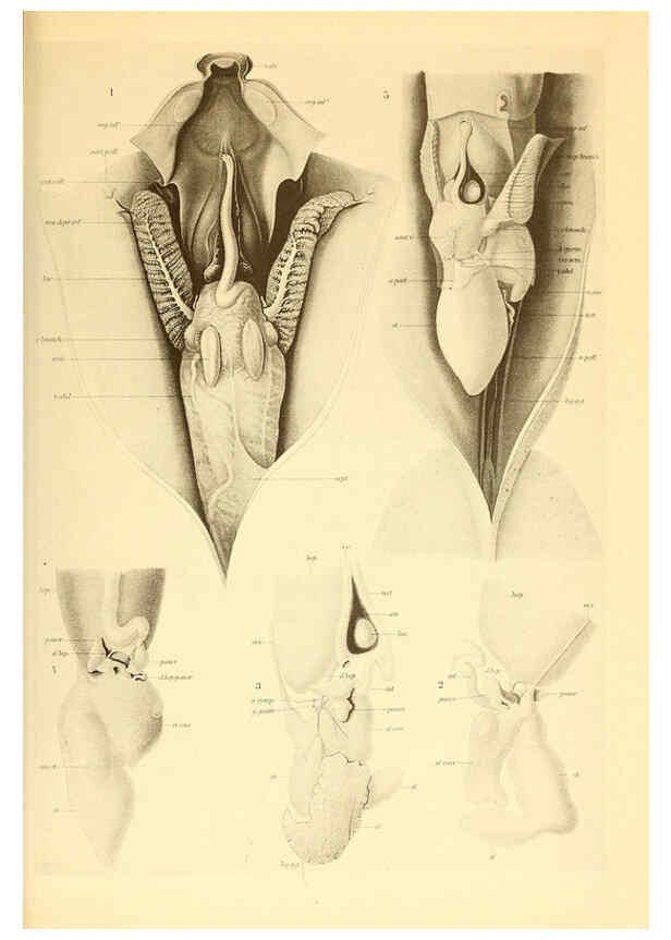 Reproducción/Reproduction 6140279714: The Cephalopod. atlas Jerusalem :Israel Program for Scientific Translations ; Springfield, Va. : available from the U. S. National Technical Information Service,1975