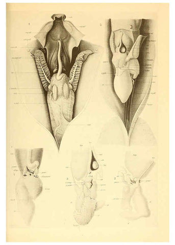 Reproducción/Reproduction 6140279714: The Cephalopod. atlas Jerusalem :Israel Program for Scientific Translations ; Springfield, Va. : available from the U. S. National Technical Information Service,1975