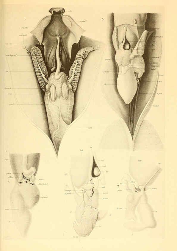 Reproducción/Reproduction 6140279714: The Cephalopod. atlas Jerusalem :Israel Program for Scientific Translations ; Springfield, Va. : available from the U. S. National Technical Information Service,1975