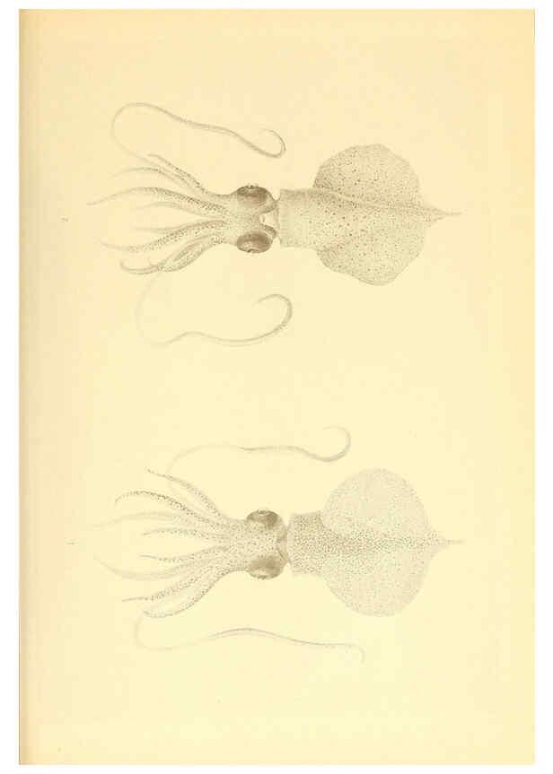 Reproducción/Reproduction 6139726947: The Cephalopod. atlas Jerusalem :Israel Program for Scientific Translations ; Springfield, Va. : available from the U. S. National Technical Information Service,1975