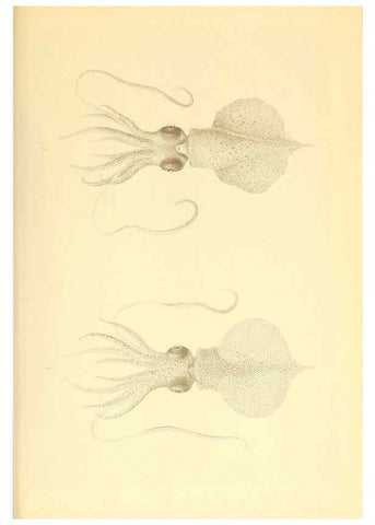 Reproducción/Reproduction 6139726947: The Cephalopod. atlas Jerusalem :Israel Program for Scientific Translations ; Springfield, Va. : available from the U. S. National Technical Information Service,1975