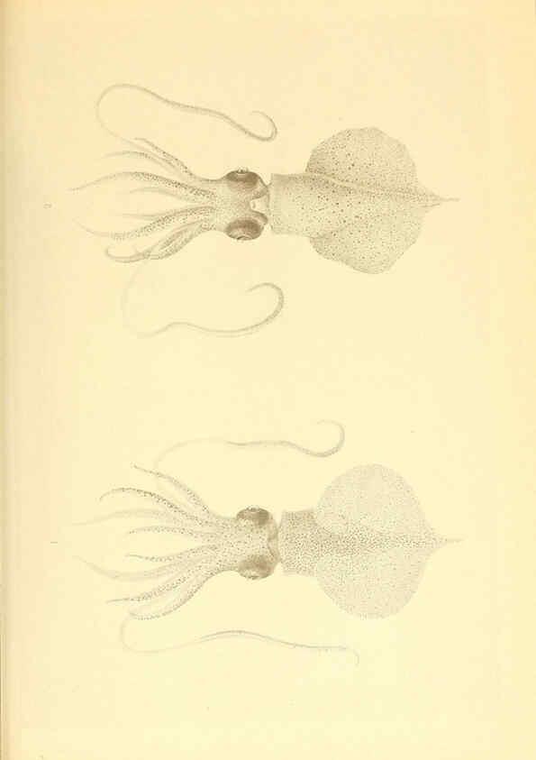 Reproducción/Reproduction 6139726947: The Cephalopod. atlas Jerusalem :Israel Program for Scientific Translations ; Springfield, Va. : available from the U. S. National Technical Information Service,1975